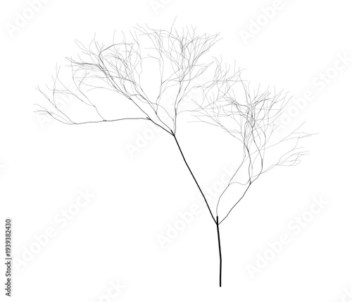 Sparse tree branch with sparse leaves