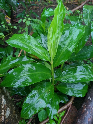 Принти на полотні Costus igneus for herbal medicine