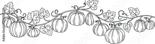 Whimsical hand drawn outline of pumpkins and leaves on a vine