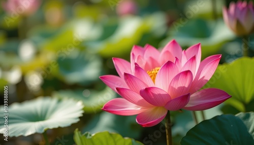Close Up of a Vibrant Pink Lotus Flower Blooming in a Tranquil Pond Surrounded by Lush Green Leaves