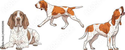 Bracco Italiano dog trotting lying down howling pose set