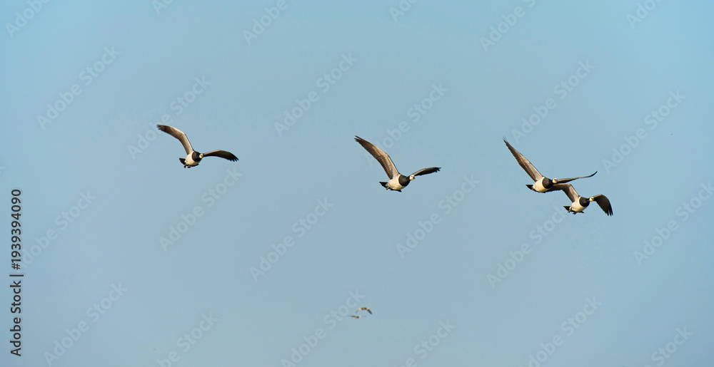 Fototapeta premium Birds flying in a blue sky in sunlight in winter, Almere, Flevoland, The Netherlands, March 4, 2026