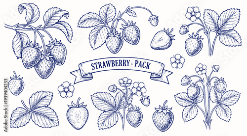Set of strawberry. Hand drawn illustration strawberry and plants. Vintage illustration. Engraved hand drawn sketch, isolated on white background.