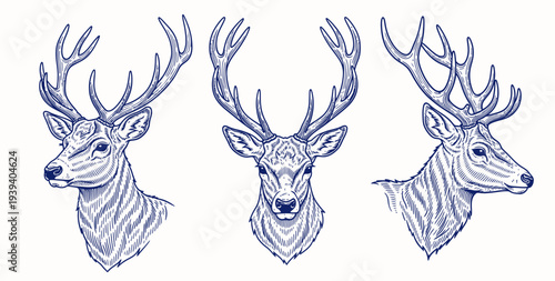 Sets of Vintage Deer Head Illustration. Engraved hand drawn sketch, isolated on white background.
