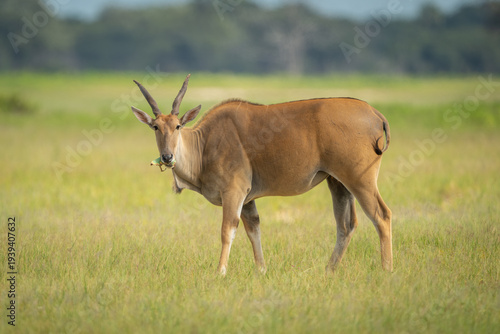Canvas Print Common eland stands eating in grassy clearing