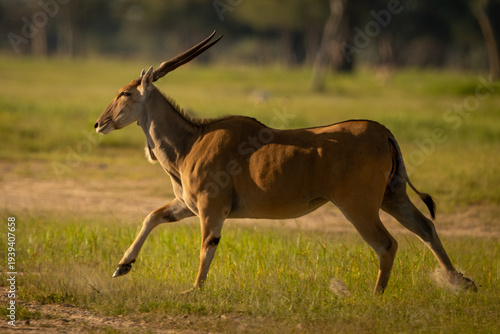 Common eland with catchlight crosses grassy clearing