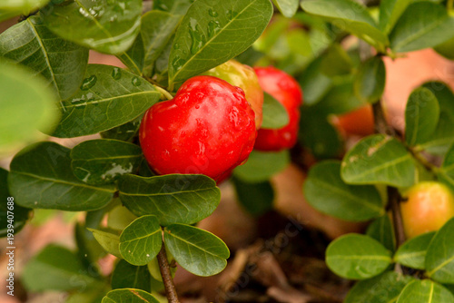 Fotografie Fruta acerola no pé, galho cheio de fruta
