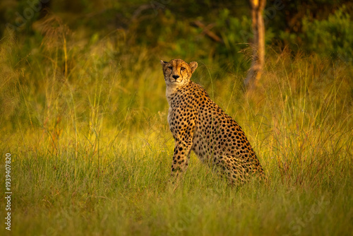 Female cheetah sits watching camera in grassland