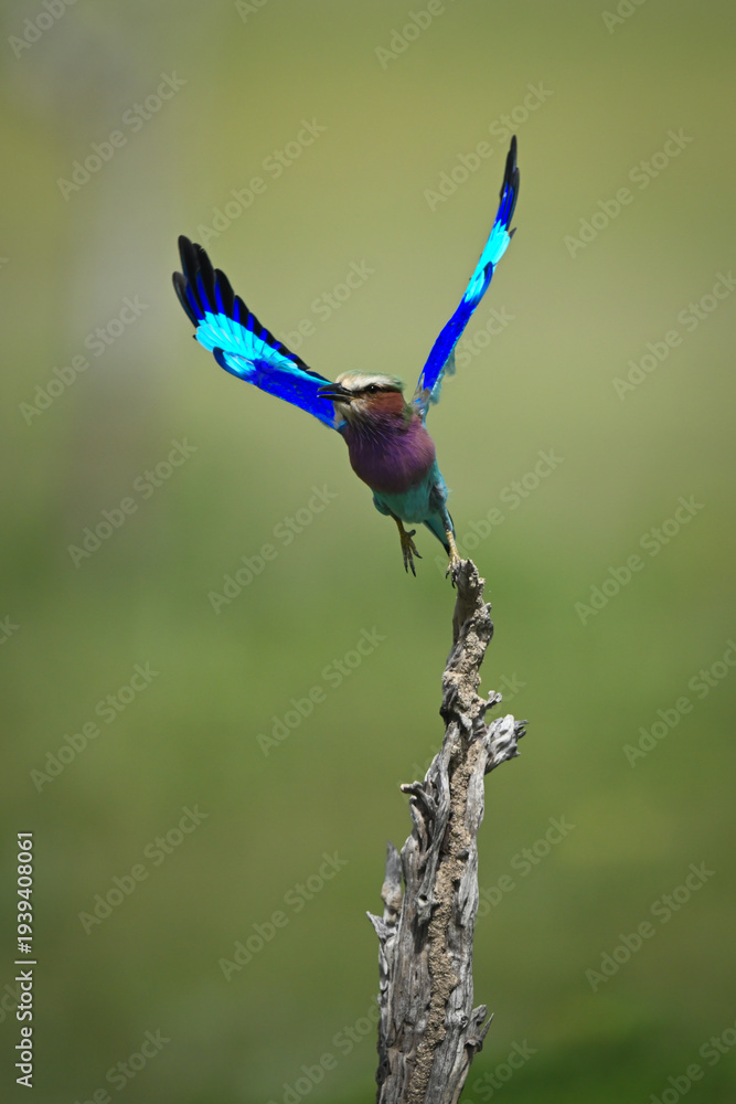 Fototapeta premium Lilac-breasted roller flies off from gnarled stump