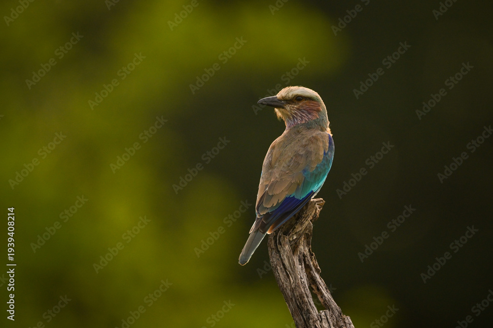 Obraz premium Lilac-breasted roller on diagonal stump with rim-lighting