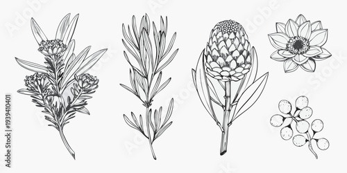 Vintage botanical illustration featuring various australian native wildflowers