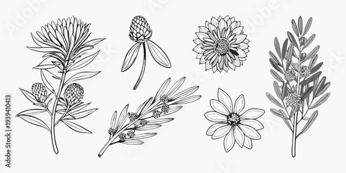Botanical illustration featuring various flowers and foliage in grayscale