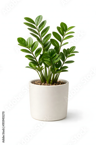 ZZ Plant in White Pot Isolated on Light Background