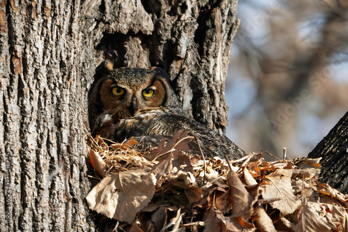 owl on tree
