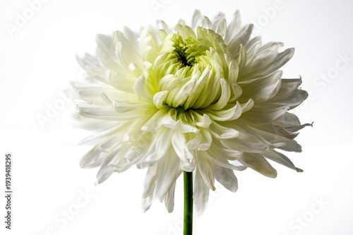 white chrysanthemum flower on white background 
