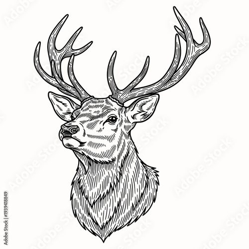 Deer stag head illustration. Engraved hand drawn sketch, isolated on white background.