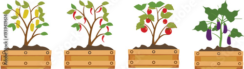 Vegetable plants growing in wooden garden boxes vector illustration featuring tomato, eggplant, chili pepper and yellow pepper plants isolated on light background for gardening concept