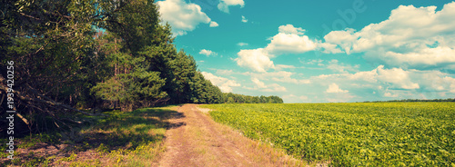 The country road between field and forest on a summer sunny day