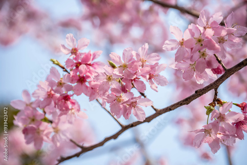 pink cherry blossom in spring