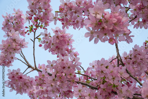 pink cherry blossom in spring
