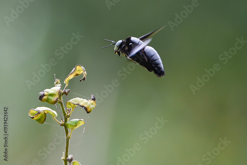 bee onMacro photograph of a black carpenter bee hovering near a small plant branch. The insect is captured mid-flight with visible wings and glossy dark body against a smooth green natural back flower