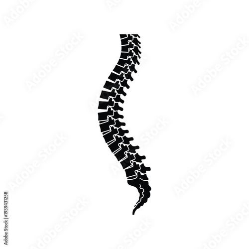 Human Vertebral Spine Curved Anatomy Vector Illustration