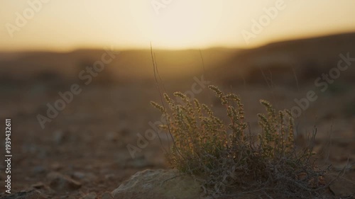 Close up of small desert shrub on arid ground at golden hour sunset or sunrise. Wind blowing lightly moving the branches and plant as sun is in background. Dry terrain in Israel Negev desert region