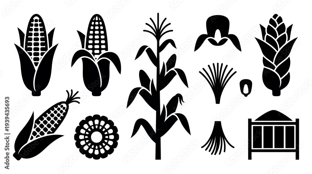 Fototapeta premium Collection of black corn silhouettes including cob kernels stalks and agricultural plant icons isolated on white background, concept for farming infographics, branding and product packaging