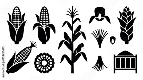 Collection of black corn silhouettes including cob kernels stalks and agricultural plant icons isolated on white background, concept for farming infographics, branding and product packaging