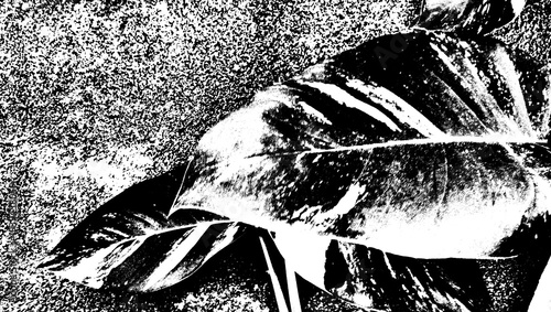 Illustration of Golden Pothos or Devil's Ivy in black and white