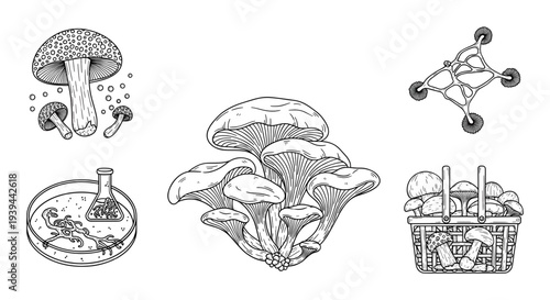 Nature & Science Collection: Seasonal Weather, Nocturnal Wildlife, and Mycology Illustrations