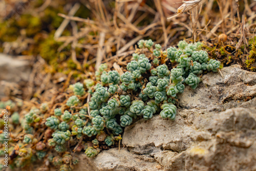 Photography Epic sedum dasyphyllum succulent stone wall macro texture background