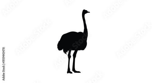 A striking black silhouette of an ostrich standing against a white background
