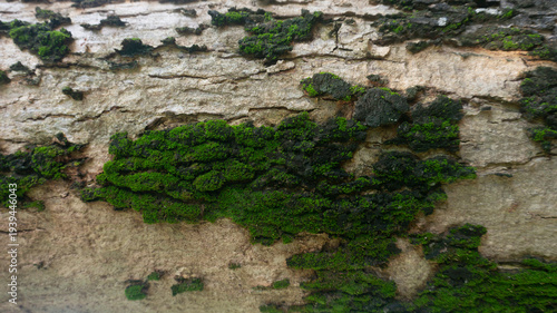 Vibrant Green Moss on Textured Tree Bark