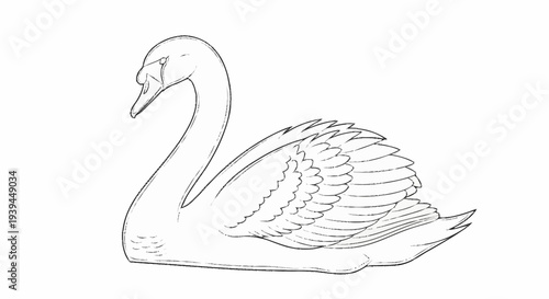 Black and White Swan Illustration Sideways.