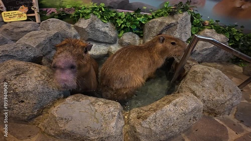 POV Feeding a Capybara in Japanese Onsen Bath