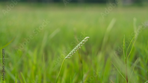 Young rice plants growing in lush green paddy field with soft sunlight