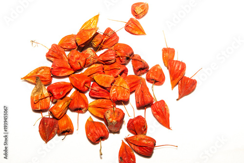 Cuadro en lienzo Red Lanterns on White: Still Life of Dried Physalis