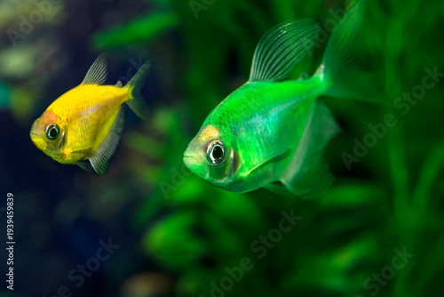 Aquarium ternette fish swim in the water. The Latin name Gymnocorymbus ternetzi. Close-up, blue background. One fish is green, the other is yellow