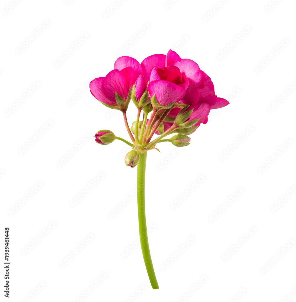 Obraz premium A single stem of bright pink geranium flowers and unopened buds stands. perfect for graphic design elements. Isolated on a transparent background. PNG