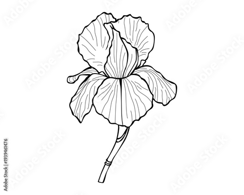 Hand-Drawn Line Art Iris Flower