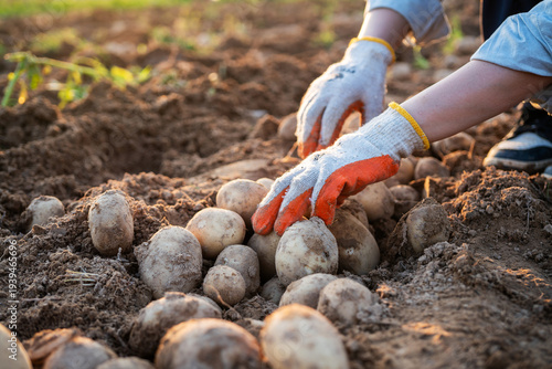 Close up of farmer hand harvesting fresh potatoes from soil at sunset