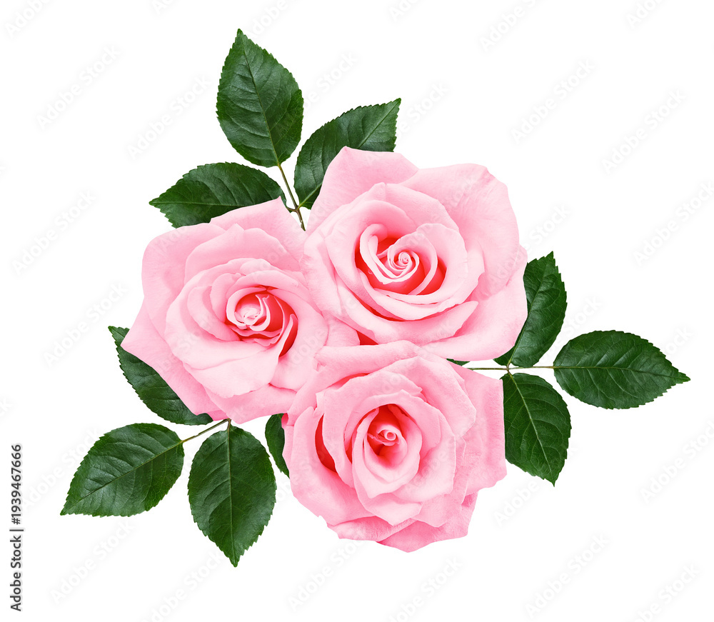 Fototapeta premium Beautiful bouquet of soft pink roses with green leaves isolated on light background. Romantic floral composition perfect for wedding, greeting cards and botanical design.