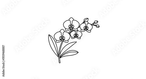 Minimalist line drawing of orchid flowers and leaves isolated on white background