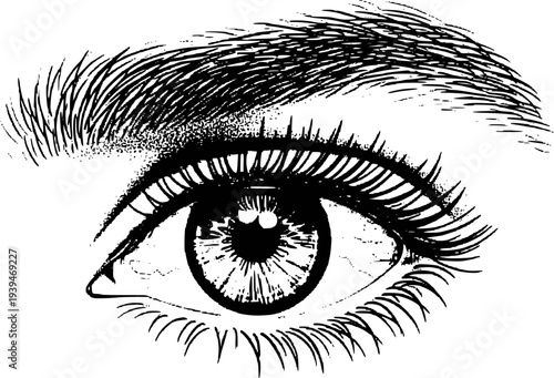 Detailed Black and White of a Human Eye with Eyelashes and Eyebrow White Background