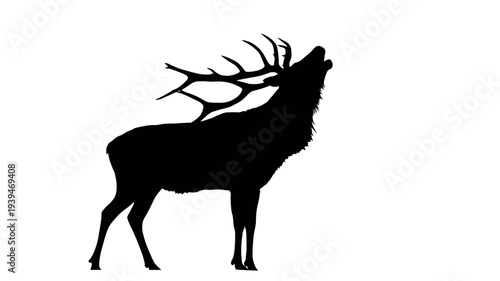Powerful Black Silhouette of a Majestic Red Deer Stag with Large Antlers Bugling, Roaring, or Calling