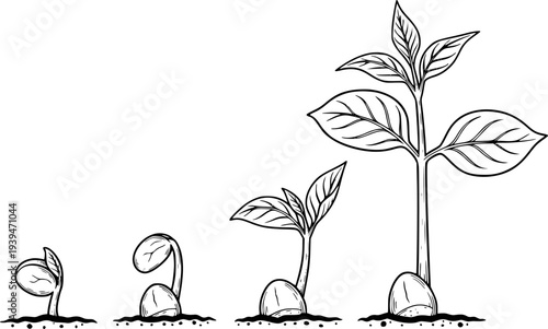 Seed germination stages showing plant growth from sprout to seedling in black and white line