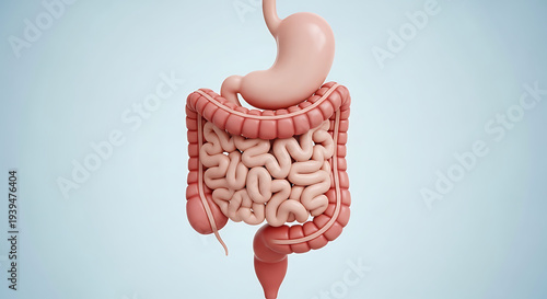 3D human digestive system anatomy illustration with intestines and stomach in soft pink tones