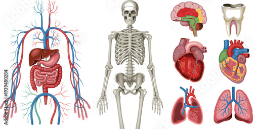 Comprehensive human anatomy vector set featuring skeletal system internal organs circulatory system and detailed anatomical charts for medical education