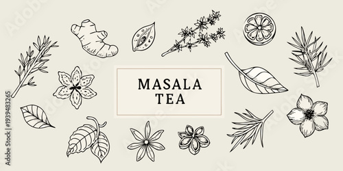 Botanical illustration of spices and herbs used in masala tea
